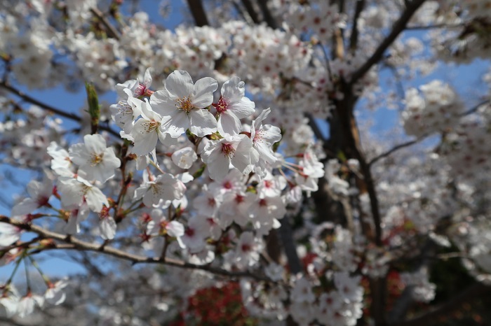 Asukayama park, One of the most famous Cherry blossom spot in Tokyo ...